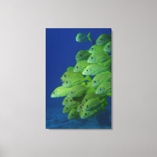 Impressão Em Tela Escola francesa bluestriped e margate grunts