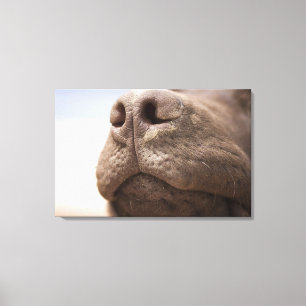 Impressão Em Tela Espanha, BLANCA da costela, Fim-acima do chocolate