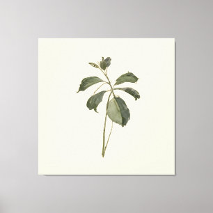 Impressão Em Tela Espécime de Planta Prensada Papel Vintage Botânica