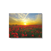 espetacular papoila vermelha