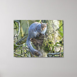 Impressão Em Tela Esquilo