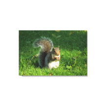 Esquilo de cinzas, Parque de Bute, Cardiff