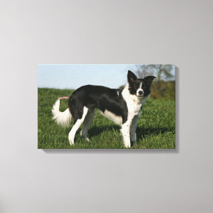 Impressão Em Tela Estar de border collie