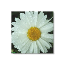Impressão em Tela Esticada Daisy Dream