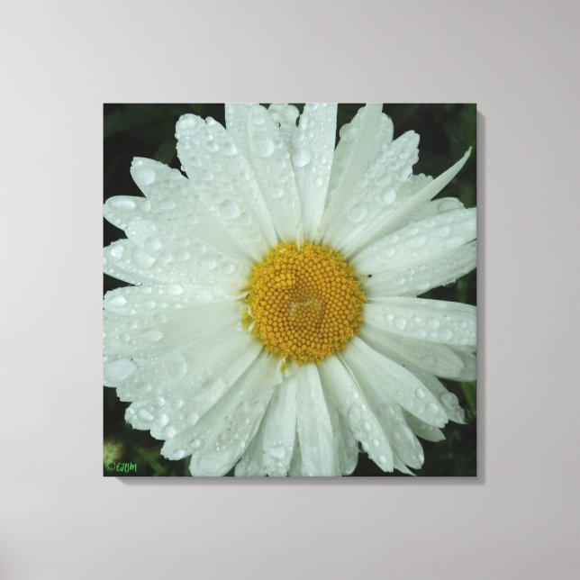 Impressão em Tela Esticada Daisy Dream (Frente)