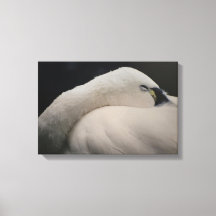 Impressão em Tela Esticada de Cisne-da-tundra dorm