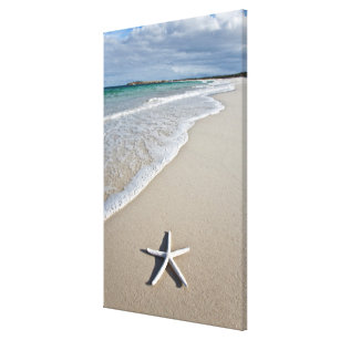 Impressão Em Tela Estrela do mar em uma praia remota