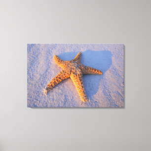 Impressão Em Tela Estrela do mar na areia branca