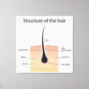 Impressão Em Tela Estrutura do cabelo