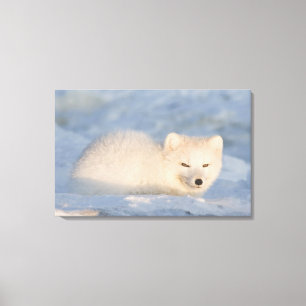 Impressão Em Tela EUA, Alasca, Fox