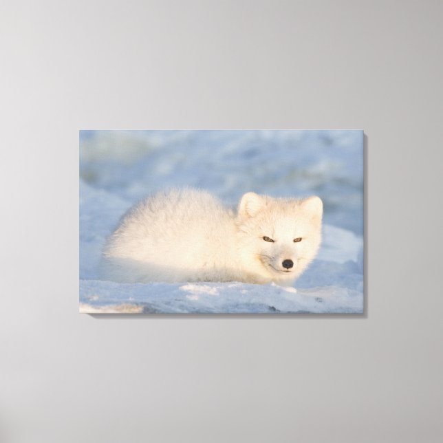 Impressão Em Tela EUA, Alasca, Fox (Frente)