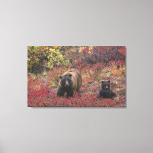 Impressão Em Tela EUA, Alasca, Parque Nacional Denali. Urso pardo
