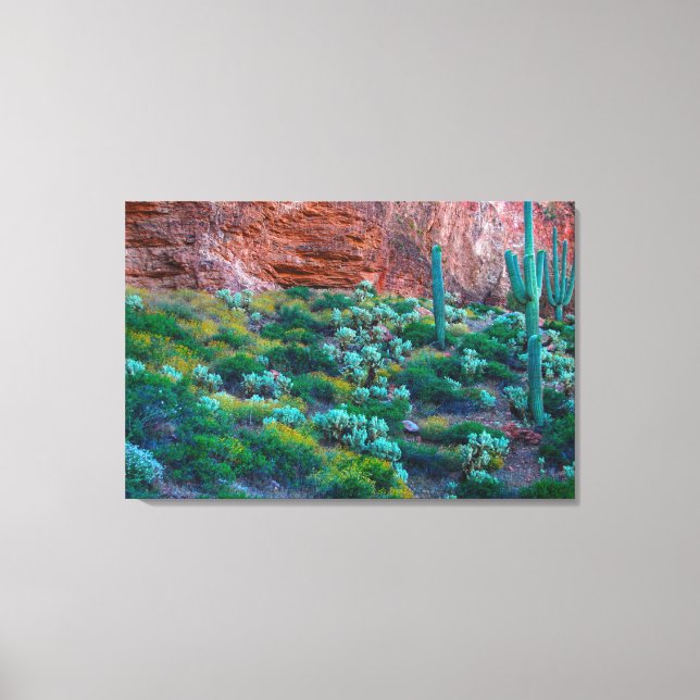 Impressão Em Tela EUA, Arizona. Flora do Deserto (Frente)