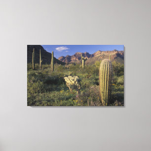 Impressão Em Tela EUA, Arizona, Monumento Nacional Organ Pipe.