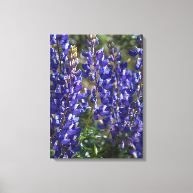 Impressão Em Tela EUA, Califórnia. Bloqueio de Flor Selvagem Fechar (Frente)