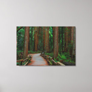 Impressão Em Tela EUA, Califórnia. Caminho Entre Redwoods Em Muir