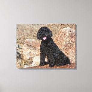 Impressão Em Tela EUA, Califórnia. Cuidados com Labradoodle
