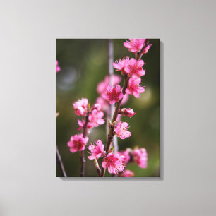 Impressão Em Tela EUA, Califórnia. Flores Cor-de-Rosa Em Uma Árvore