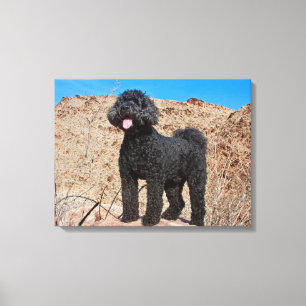 Impressão Em Tela EUA, Califórnia. Labradoodle em Pé
