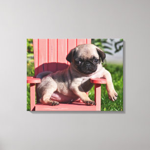 Impressão Em Tela EUA, Califórnia. Pug Filhote Desleixado
