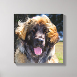 Impressão Em Tela EUA, Califórnia. Retrato de Leonberger Sentado