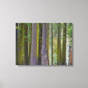 Impressão Em Tela EUA, Califórnia. Troncos de Árvores Cobertas por
