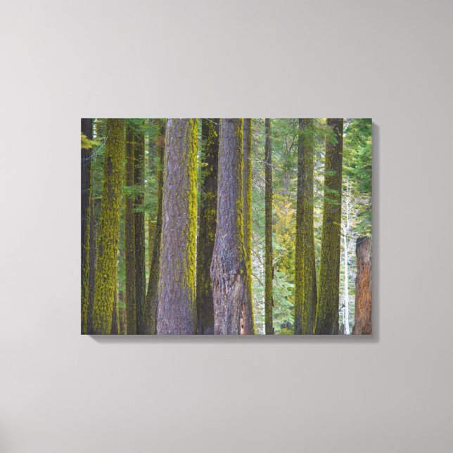 Impressão Em Tela EUA, Califórnia. Troncos de árvores cobertas por M (Frente)