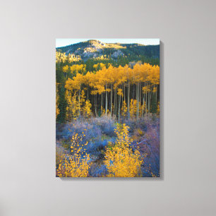 Impressão Em Tela EUA, Colorado. Álamo Amarelo Brilhante nas Montanh