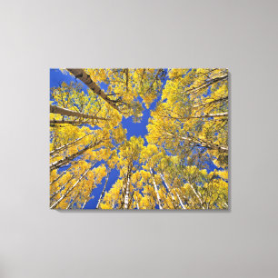 Impressão Em Tela EUA, Colorado, área de Aspen. Floresta aspida no 