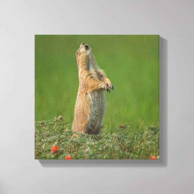 Impressão Em Tela EUA, Dakota do Sul, Parque Estadual Custer (Frente)