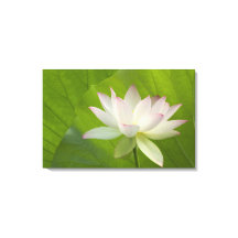 EUA, DC, Washington, Kenilworth Aquatic