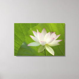 Impressão Em Tela EUA, DC, Washington, Kenilworth Aquatic