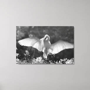Impressão Em Tela EUA, Flórida, Garça-branca-grande (Ardea alba) inf
