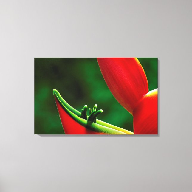 Impressão Em Tela EUA, Havaí, Hilo. Helicônia (Frente)