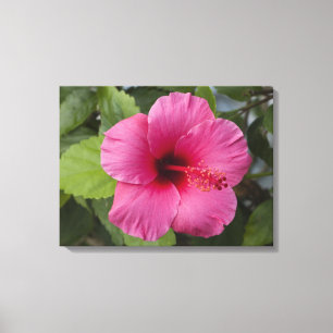 Impressão Em Tela EUA, Havaí, Oahu. O Hibisco é o 2