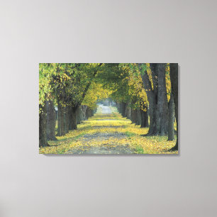 Impressão Em Tela EUA, Kentucky, Louisville. Estrada arborizada em