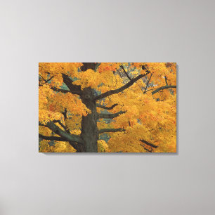 Impressão Em Tela EUA, Michigan, Close de uma árvore de mapeamento 