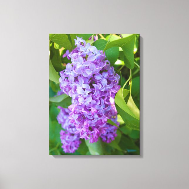 Impressão Em Tela EUA, Michigan. Lilac Francês Blooming (Frente)