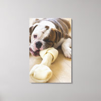 EUA, Nova Jersey, cidade de Jersey, cachorrinho 2