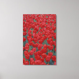 Impressão Em Tela EUA, Ohio, Cincinnati. Cama de tulipas vermelhas