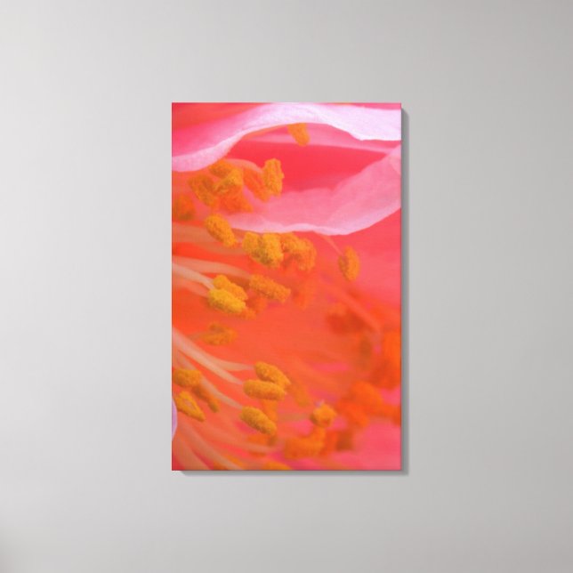 Impressão Em Tela EUA, Pensilvânia. Camellia floresce perto (Frente)