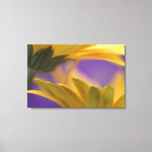 Impressão Em Tela EUA, Pensilvânia. Gerbera Daisies Amarelo, feche