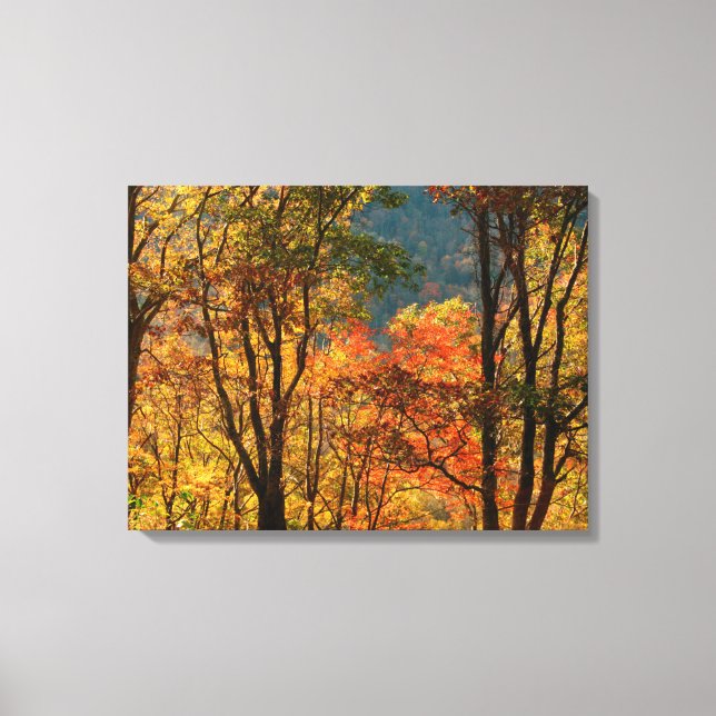 Impressão Em Tela EUA, Tennessee. Folhagem de outono (Frente)