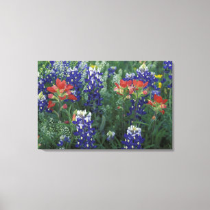 Impressão Em Tela EUA, Texas Hill Country. Bluebonnets e