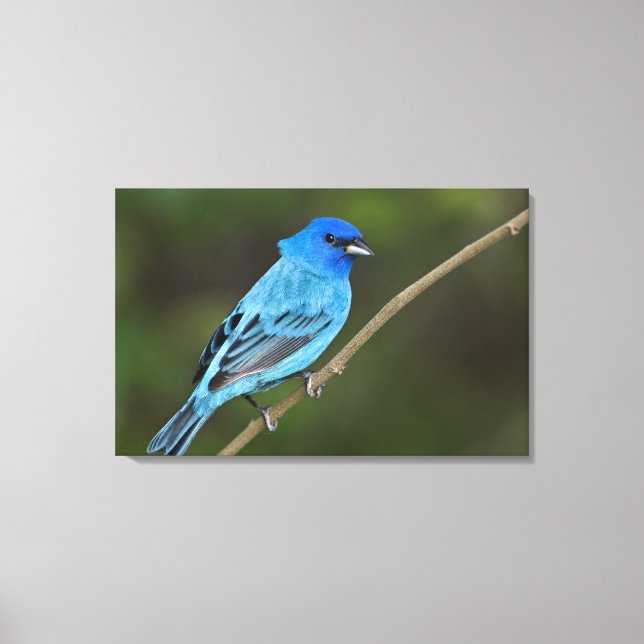 Impressão Em Tela EUA, Texas, Ilha do Padre do Sul (Frente)