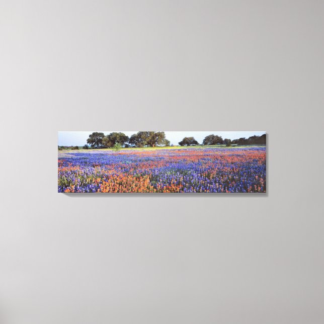 Impressão Em Tela EUA, Texas, Llano. Bluebonnets e redbonnets (Frente)