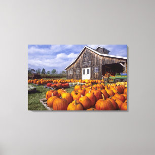 Impressão Em Tela EUA, Vermont, Shelbourne, abóboras