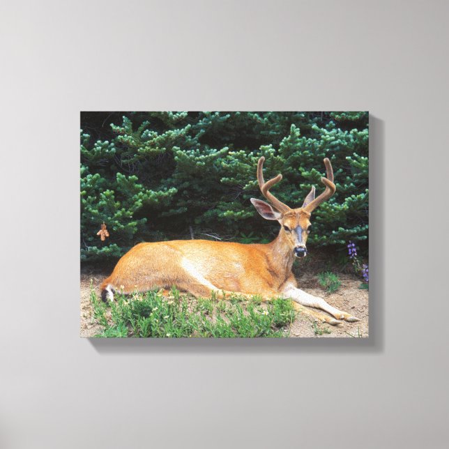 Impressão Em Tela EUA, Washington, Parque Nacional da Olimpiadas (Frente)