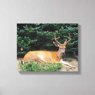 Impressão Em Tela EUA, Washington, Parque Nacional Olimpiadas