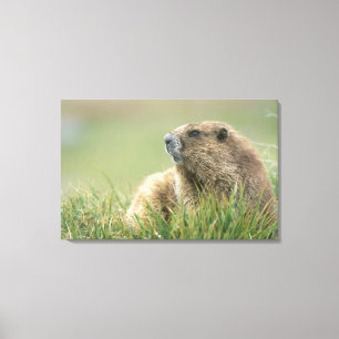 Impressão Em Tela EUA, Washington, Parque Nacional Olímpico, Marmota
